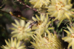 Phylica pubescens