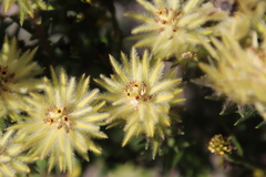 Phylica pubescens