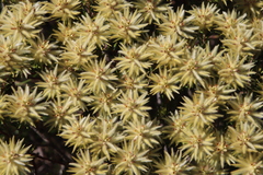 Phylica pubescens