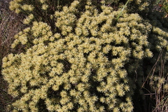 Phylica pubescens