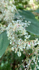 Reynoutria japonica