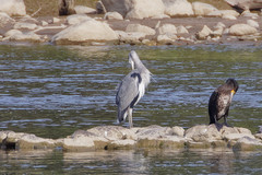 Ardea cinerea
