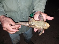 Hypostomus
