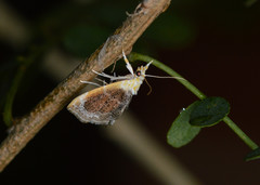 Glaphyria fulminalis