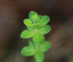 Cruciata laevipes