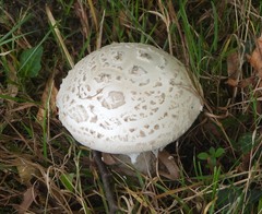 Amanita strobiliformis