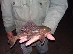 Hypostomus