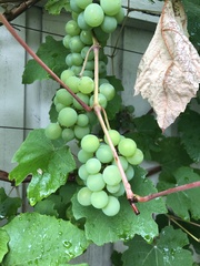 Vitis