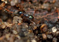Pheidole metallescens