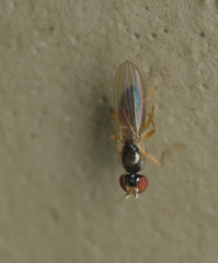 Anthomyzidae