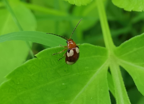 Monolepta signata
