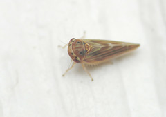 Agalliini