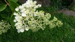 Hydrangeaceae