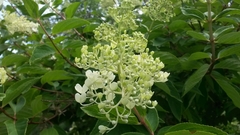 Hydrangeaceae