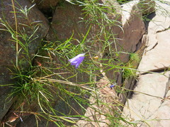 Campanula intercedens