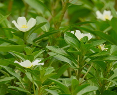 Ludwigia adscendens