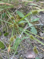Cyperus retrorsus
