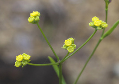Bupleurum stenophyllum