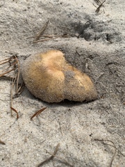 Russula ventricosipes
