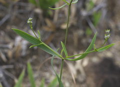 Bupleurum stenophyllum