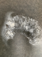 Russula ventricosipes