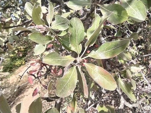 Image of Pyrus elaeagrifolia by no rights reserved