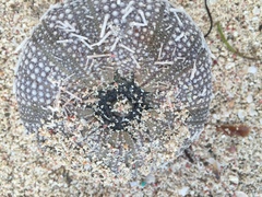 Tripneustes ventricosus