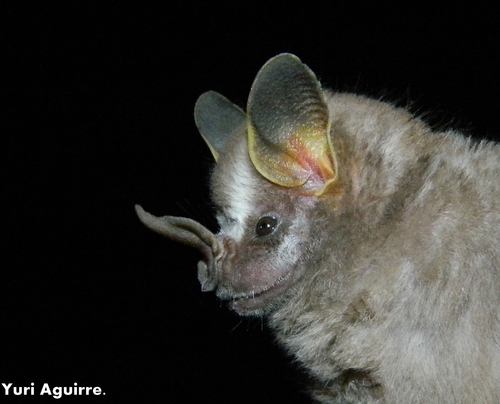 Pygmy Fruit-eating Bat