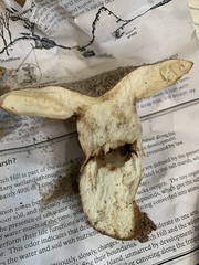 Russula ventricosipes