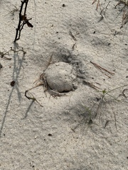 Russula ventricosipes
