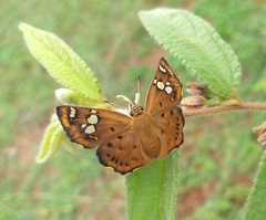Coladenia indrani