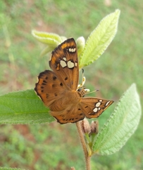 Coladenia indrani