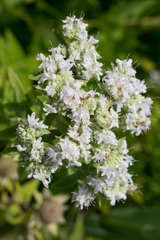 Pycnanthemum verticillatum