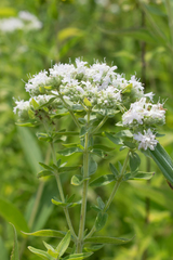 Pycnanthemum verticillatum