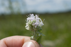 Pycnanthemum verticillatum