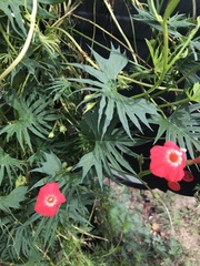 Ipomoea × multifida