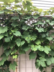 Vitis