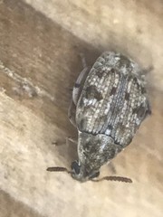 Algarobius bottimeri