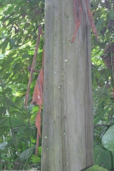 Calycophyllum spruceanum