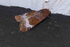 Hampsonodes mastoides