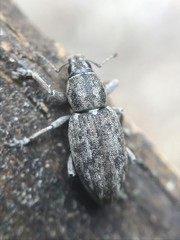 Tanymecus confusus