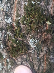 Bryophyta