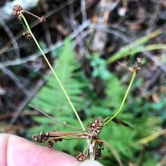 Scirpus georgianus