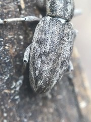 Tanymecus confusus