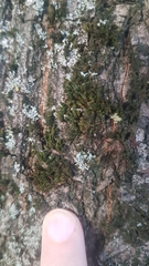 Bryophyta