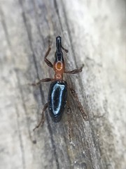 Cylas formicarius