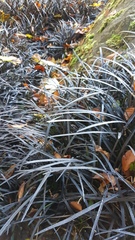 Ophiopogon planiscapus