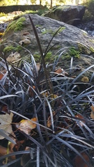 Ophiopogon planiscapus