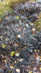 Ophiopogon planiscapus