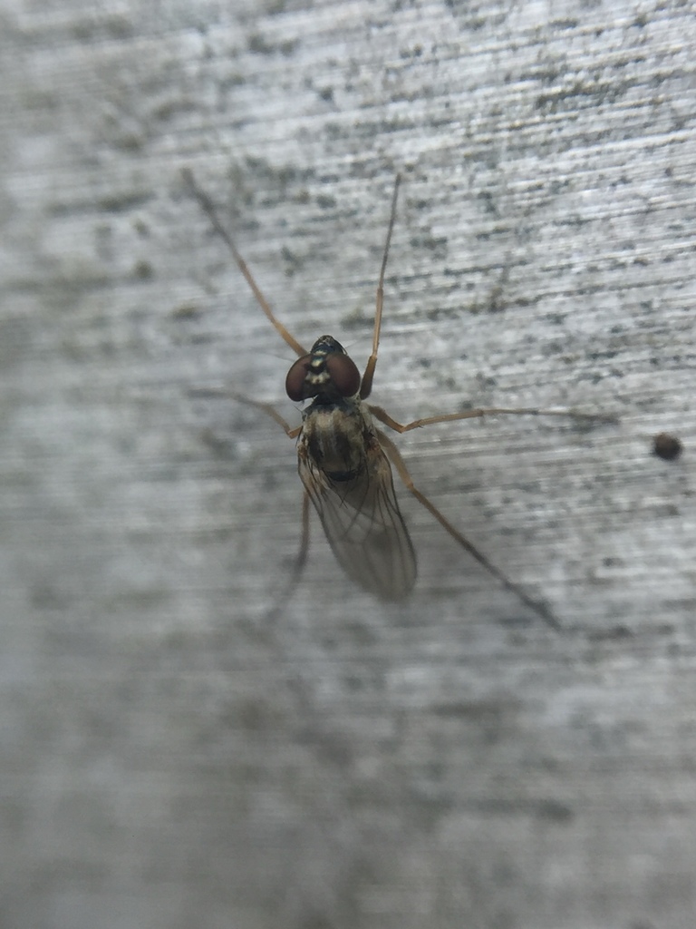 Medetera diadema